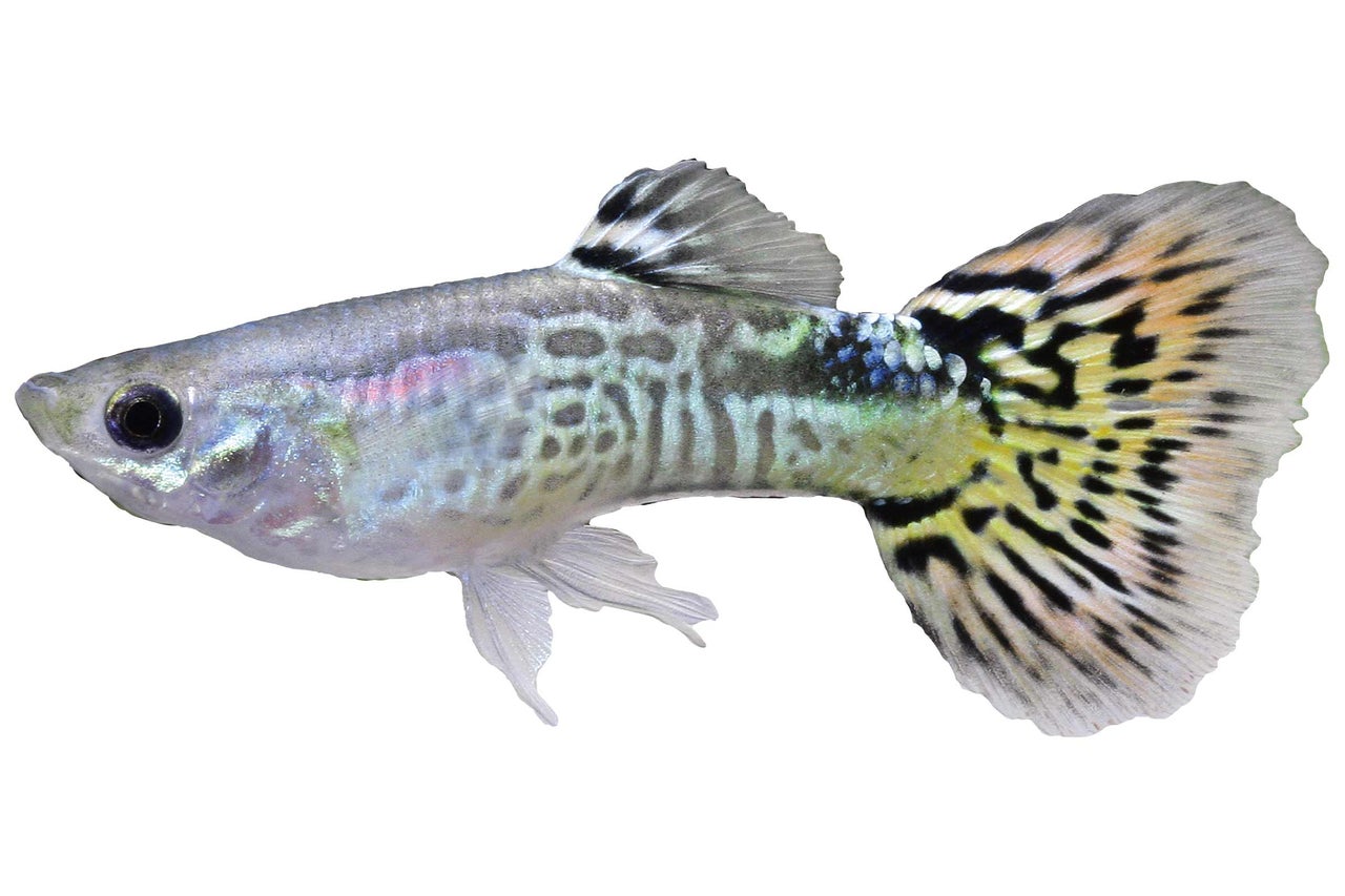 Poisson d'ornement guppy unique