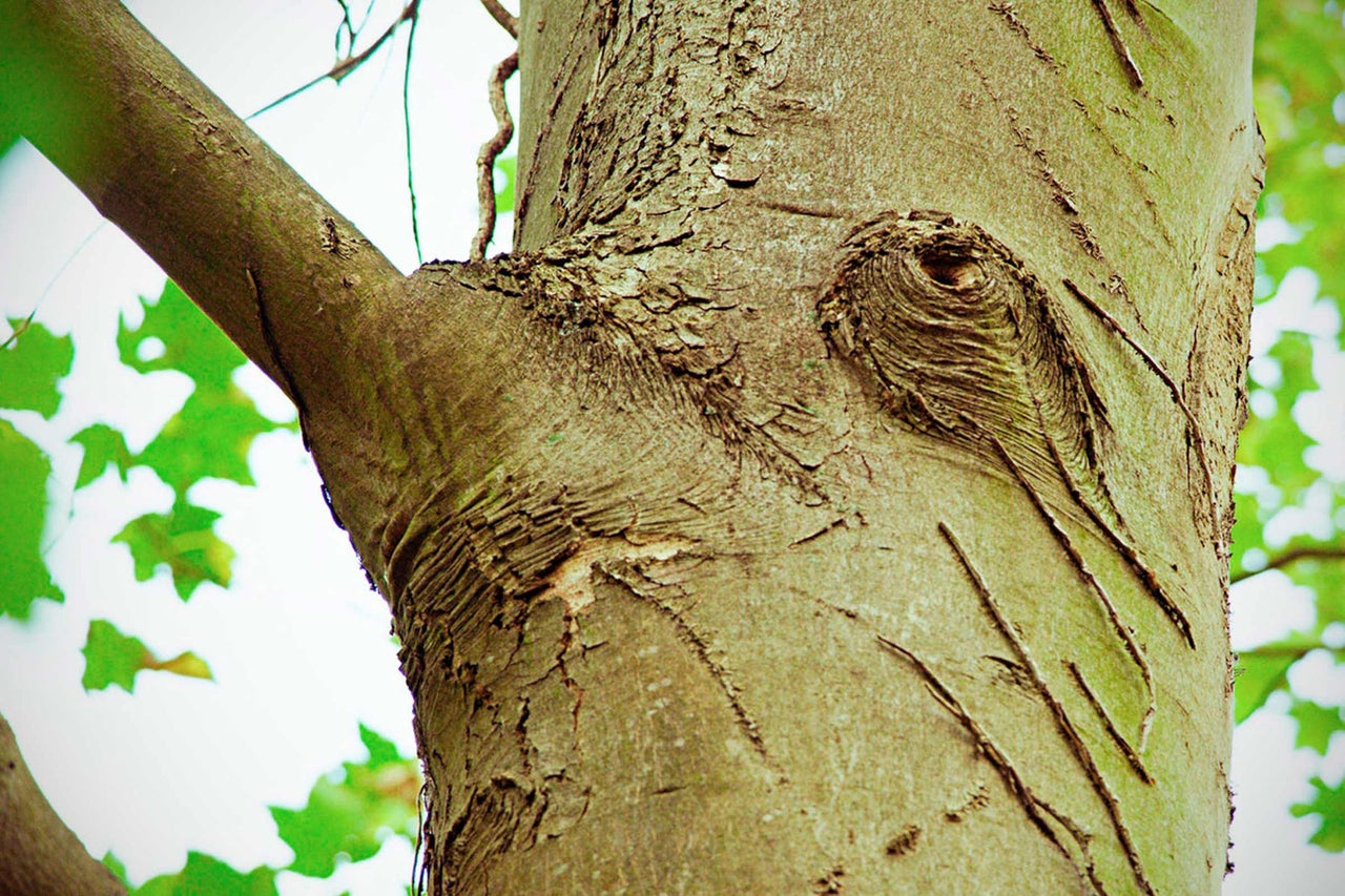 Gros plan sur le tronc et la branche d'un arbre avec l'écorce
