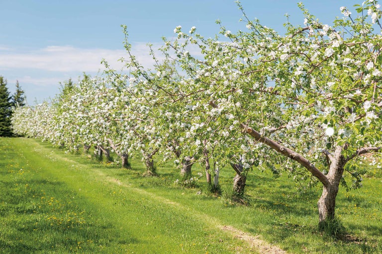 Reihe blühender Obstbäume in einer Baumschule