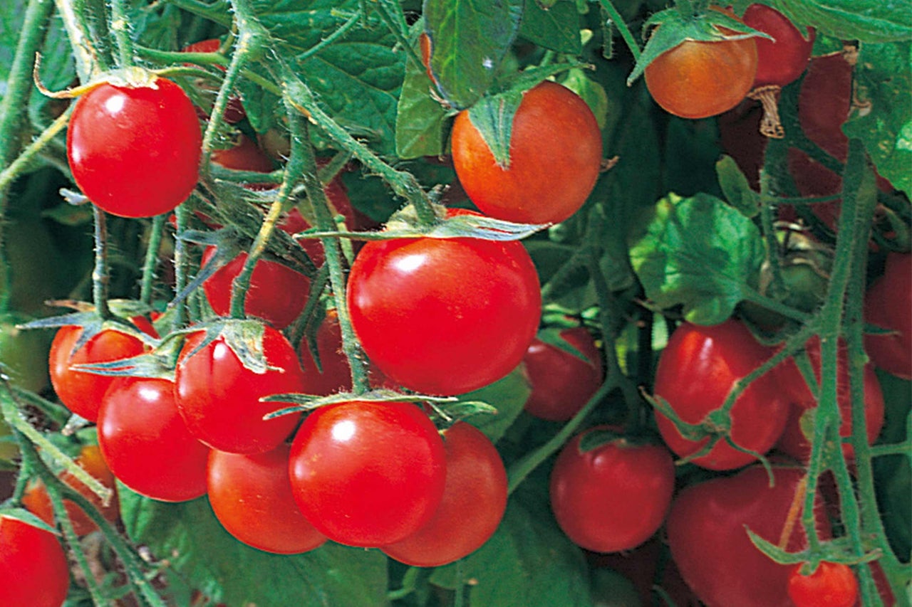 Nahaufnahme von roten Kirschtomaten an der Pflanze