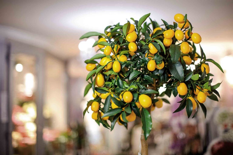 Kumquatier avec des feuilles vertes et des fruits jaunes