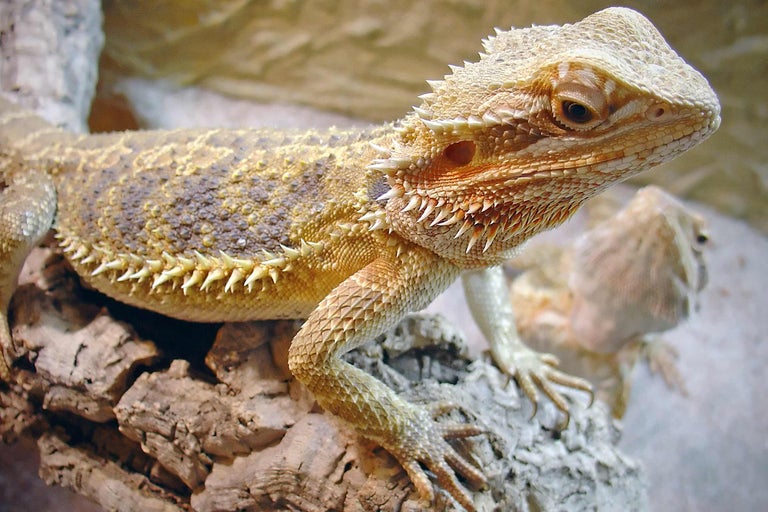 Dragon barbu sur un morceau de bois