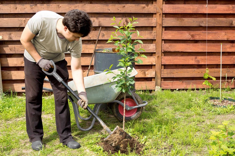Eine Person pflanzt einen Baum mit einem Spaten in einem Garten mit einem Zaun im Hintergrund.