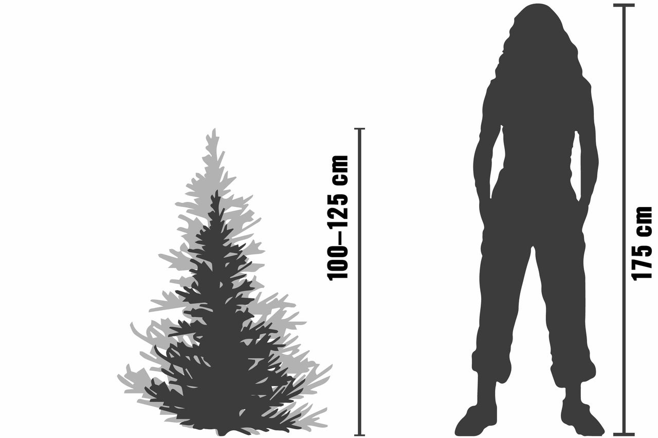 Größenvergleich: Pflanze 100 bis 125 cm, Person 175 cm