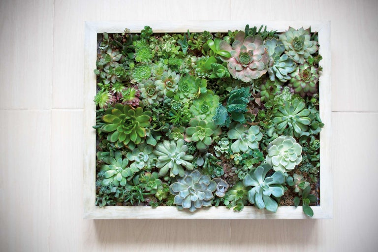 Décoration murale succulente encadrée avec différentes plantes succulentes