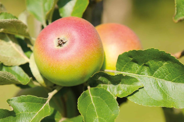Nahaufnahme von Äpfeln am Baum