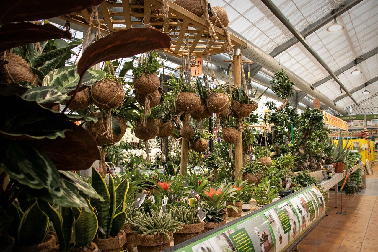 Intérieur d'une jardinerie avec diverses plantes en pot et plantes suspendues dans des pots en fibre de coco.