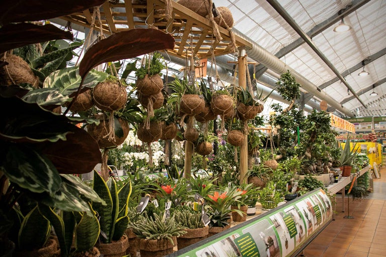 Intérieur d'une jardinerie avec diverses plantes en pot et plantes suspendues dans des pots en fibre de coco.