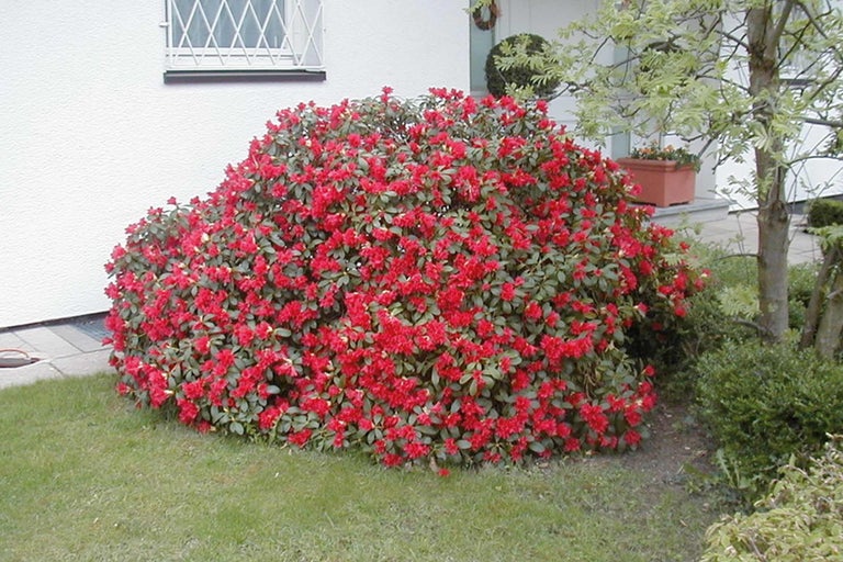 Blühender Rhododendron im Garten