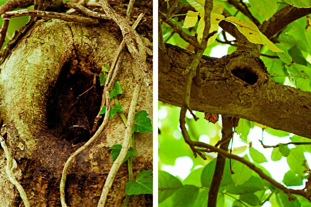 Tronc d'arbre avec trou et plantes grimpantes