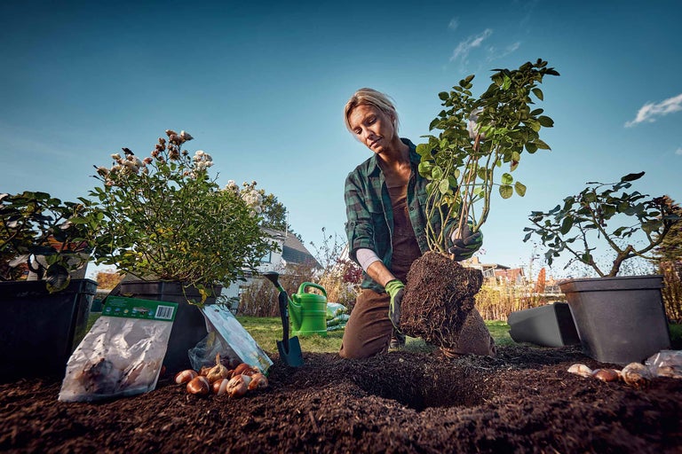 Planter et entretenir des rosiers