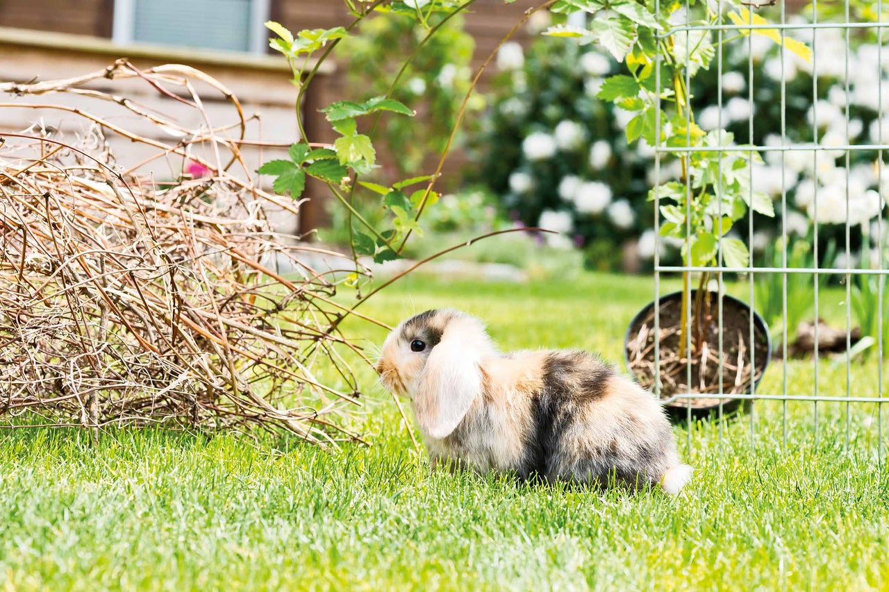 Un lapin sur une pelouse dans le jardin