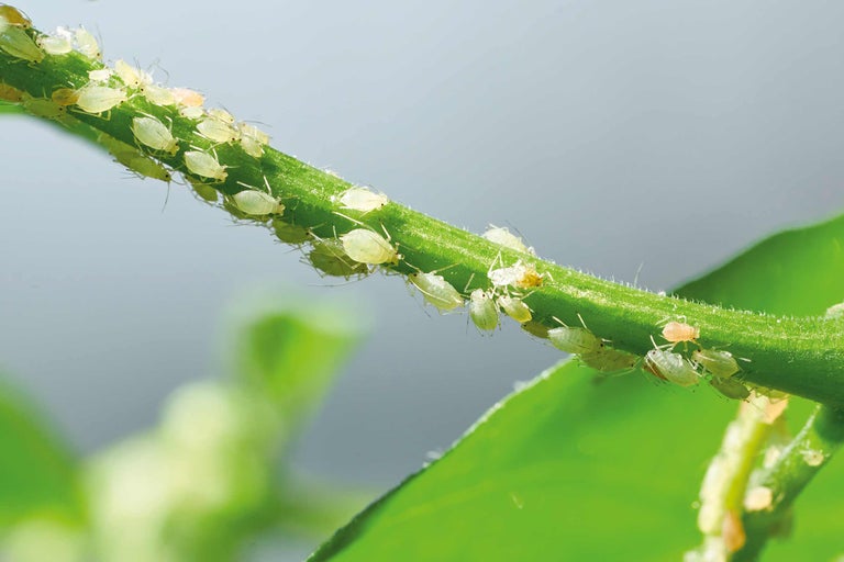 Combattre les parasites des plantes d'intérieur