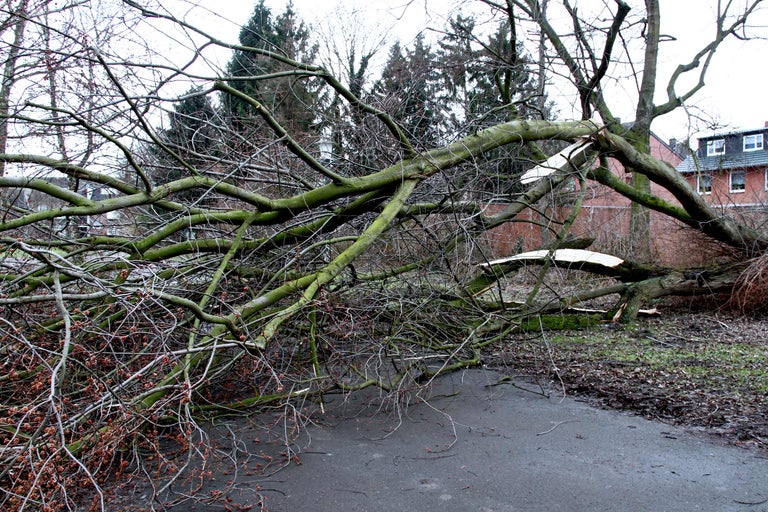 Arbre tombé sur la route après une tempête.