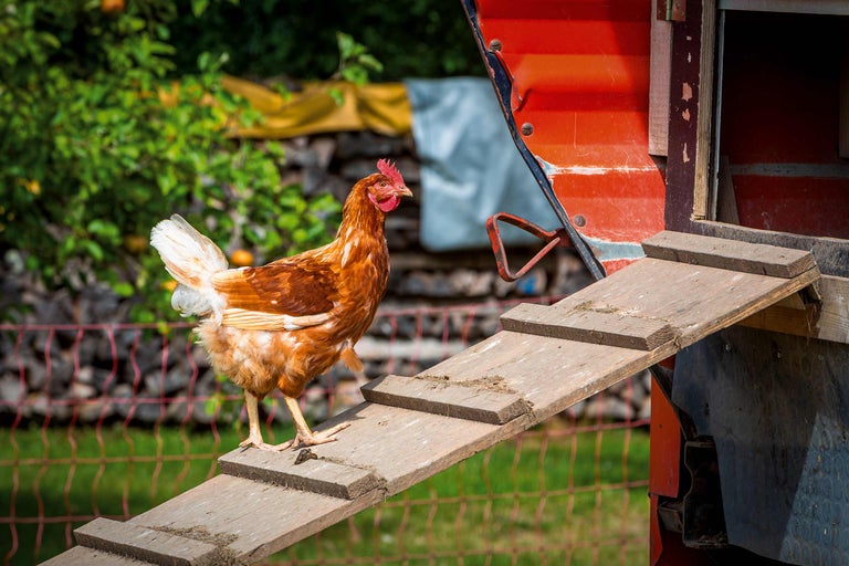 Poule sur une rampe devant un poulailler