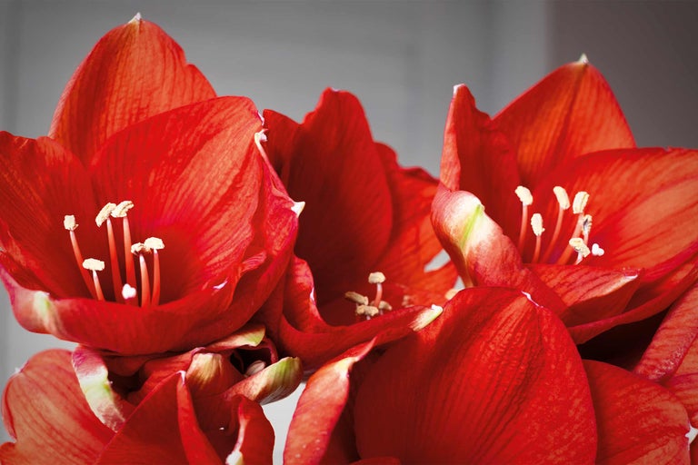 Gros plan d'une fleur d'amaryllis