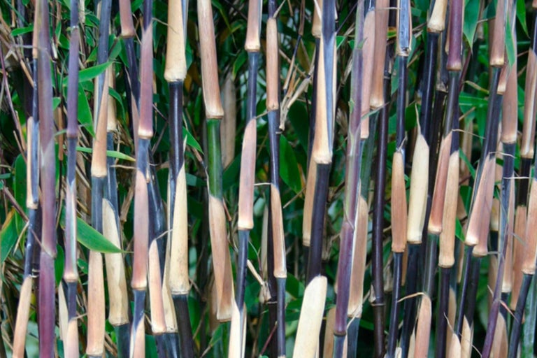 Nahaufnahme von schwarzem Bambus mit Blättern