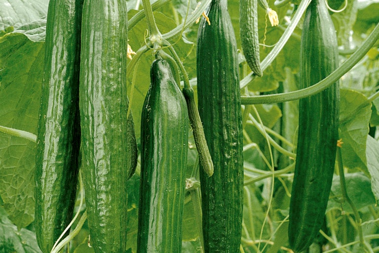 Concombres de serre sur la plante