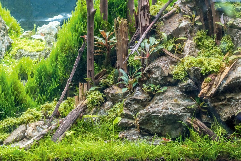 Aquarium-Szene mit Steinen, Pflanzen und Holzelementen
