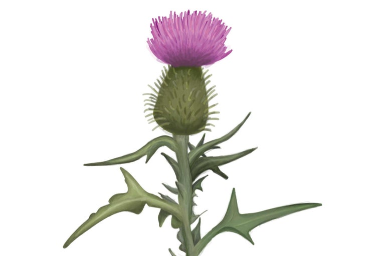 Fleur de chardon avec tige et feuilles