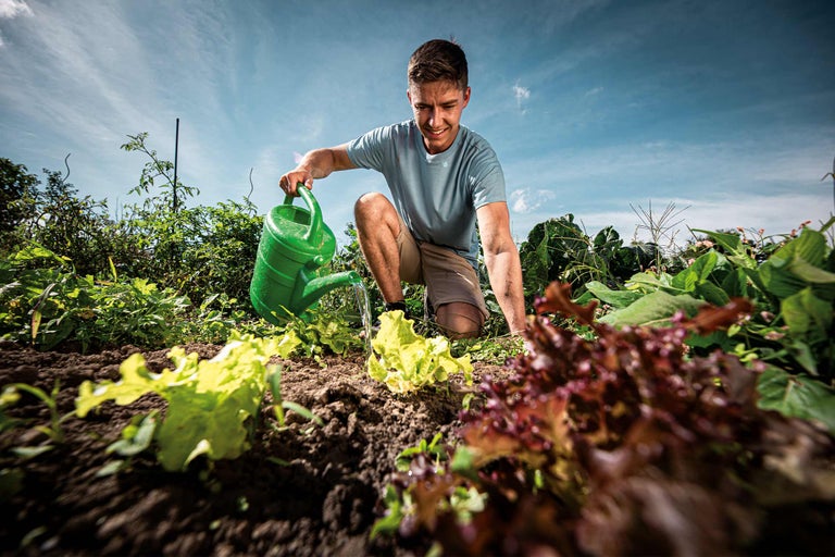 Un homme arrose de la salade avec un arrosoir vert dans un potager.