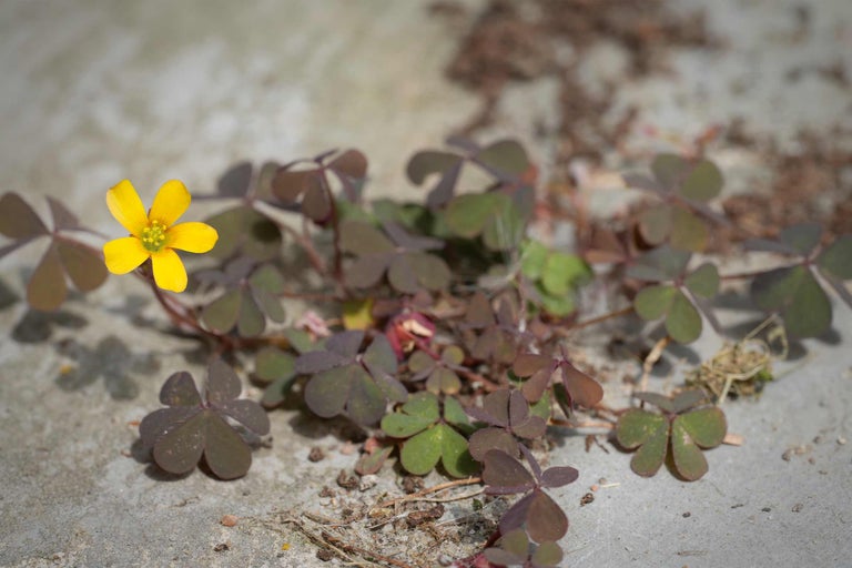 Fleur jaune avec feuilles de trèfle sur fond en béton