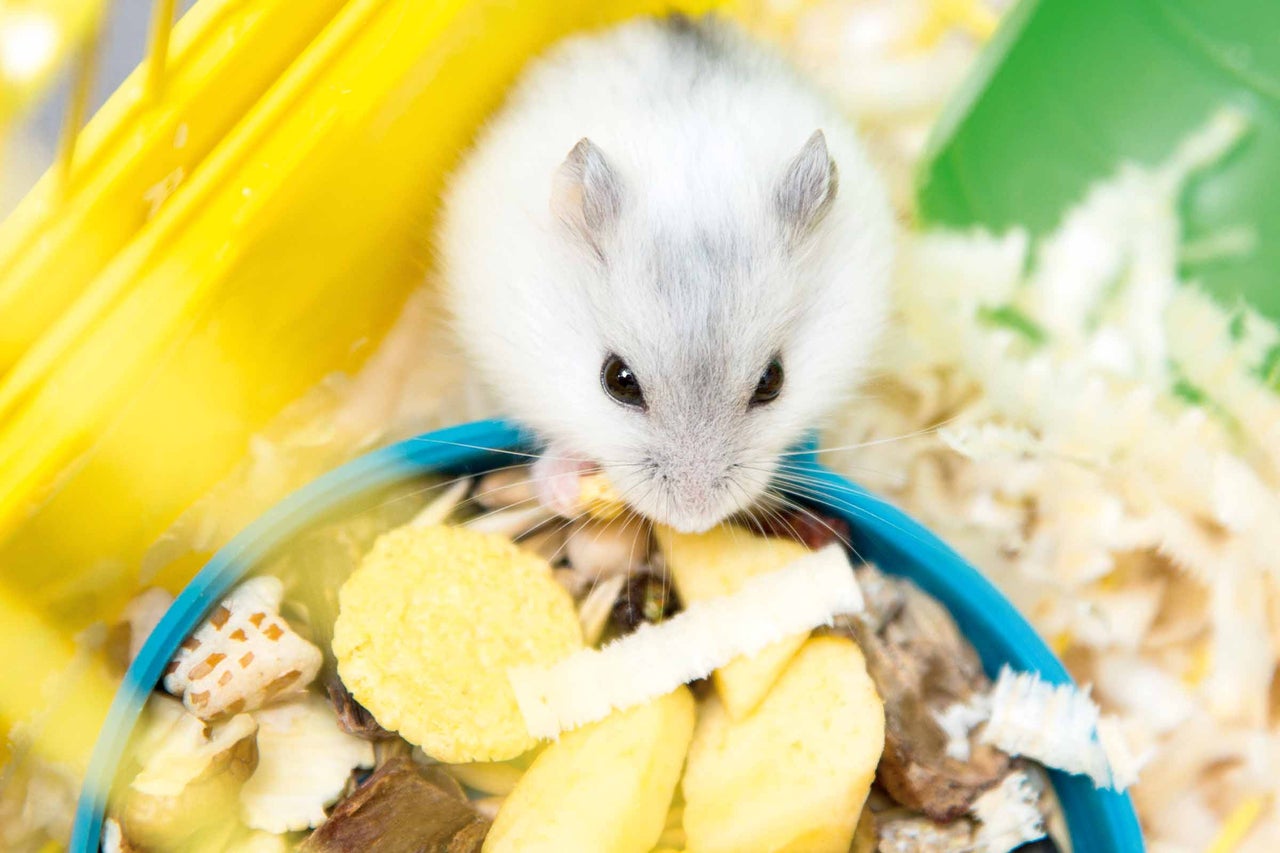 Hamster nain blanc mignon mangeant de la nourriture dans un bol bleu