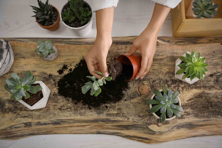 Eine Person pflanzt Sukkulenten in Töpfe auf einem Holztisch.