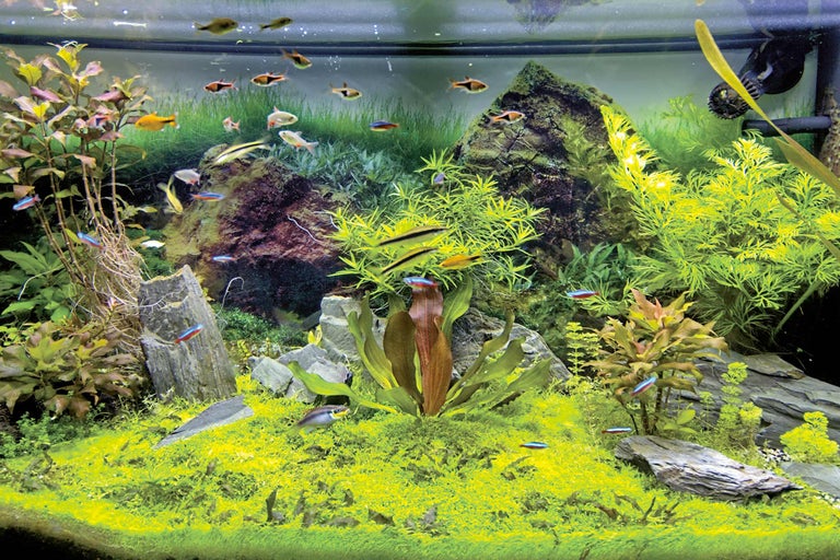 Aquarium mit Fischen, Pflanzen und Steinen