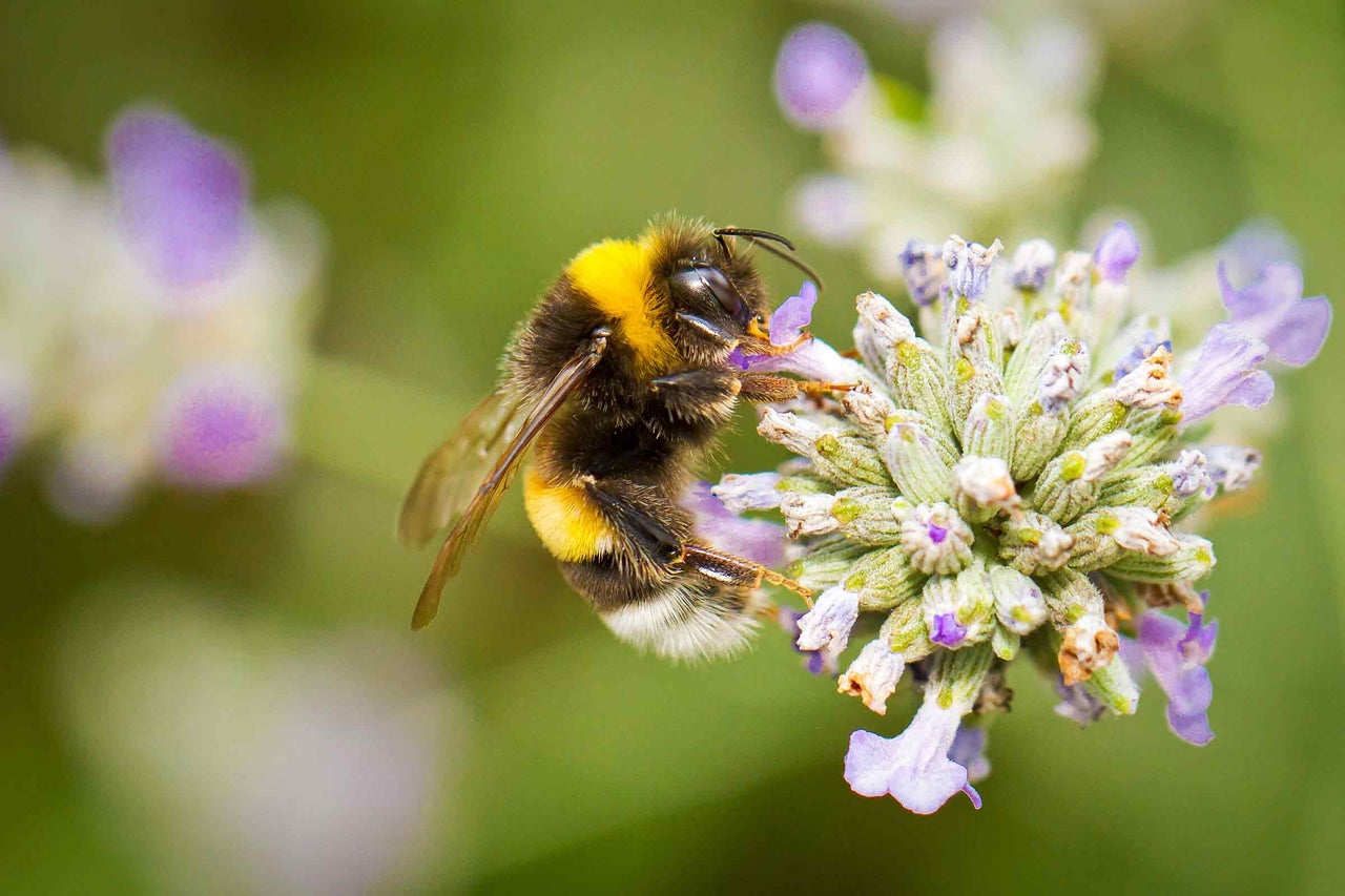 Gros plan d'un bourdon sur une fleur de lavande