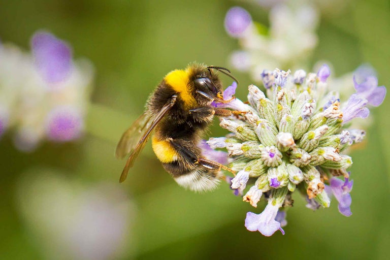 Gros plan d'un bourdon sur une fleur de lavande