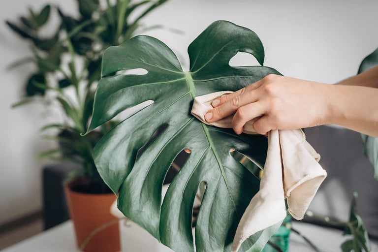 Entretenir la plante Monstera