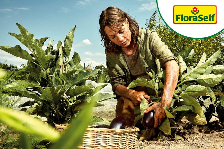 Femme récoltant des aubergines dans le jardin dans un panier. Logo FloraSelf.