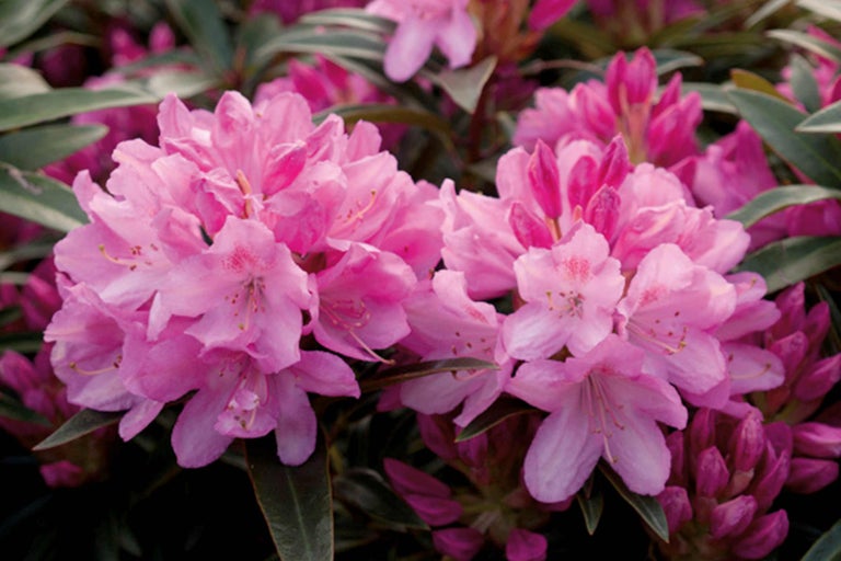 Nahaufnahme von Rhododendronblüten