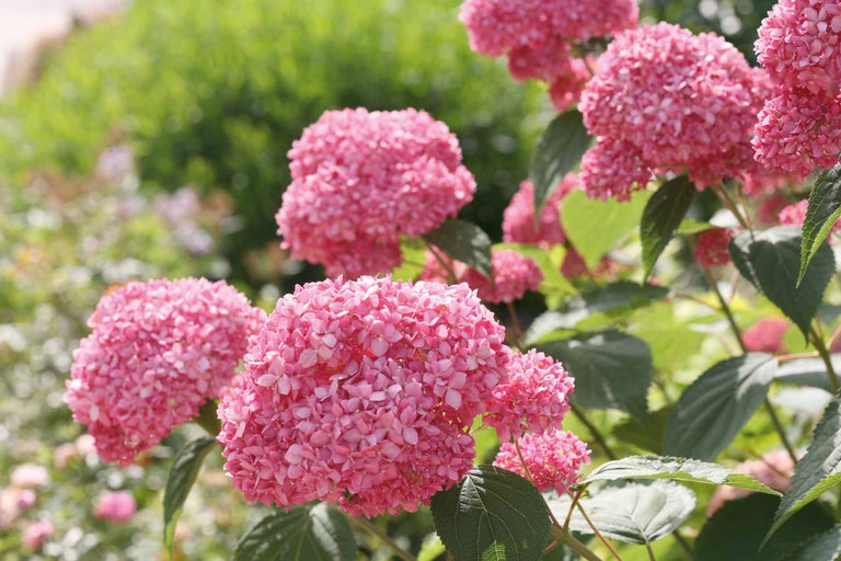 Nahaufnahme von rosa Hortensienblüten