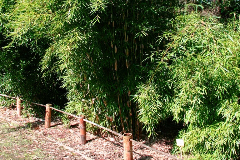 Bambushecke im Garten mit Holzzaun