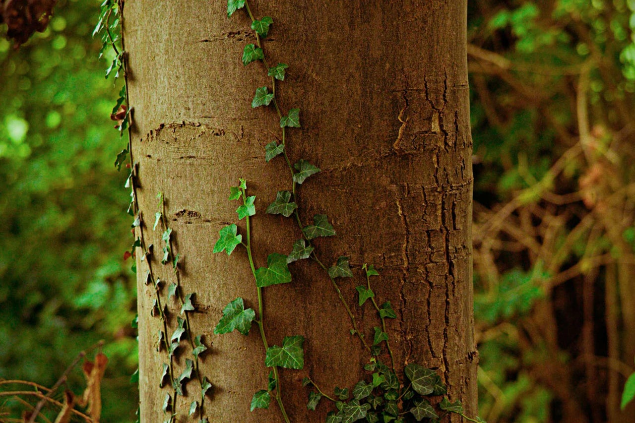 Tronc d'arbre avec du lierre