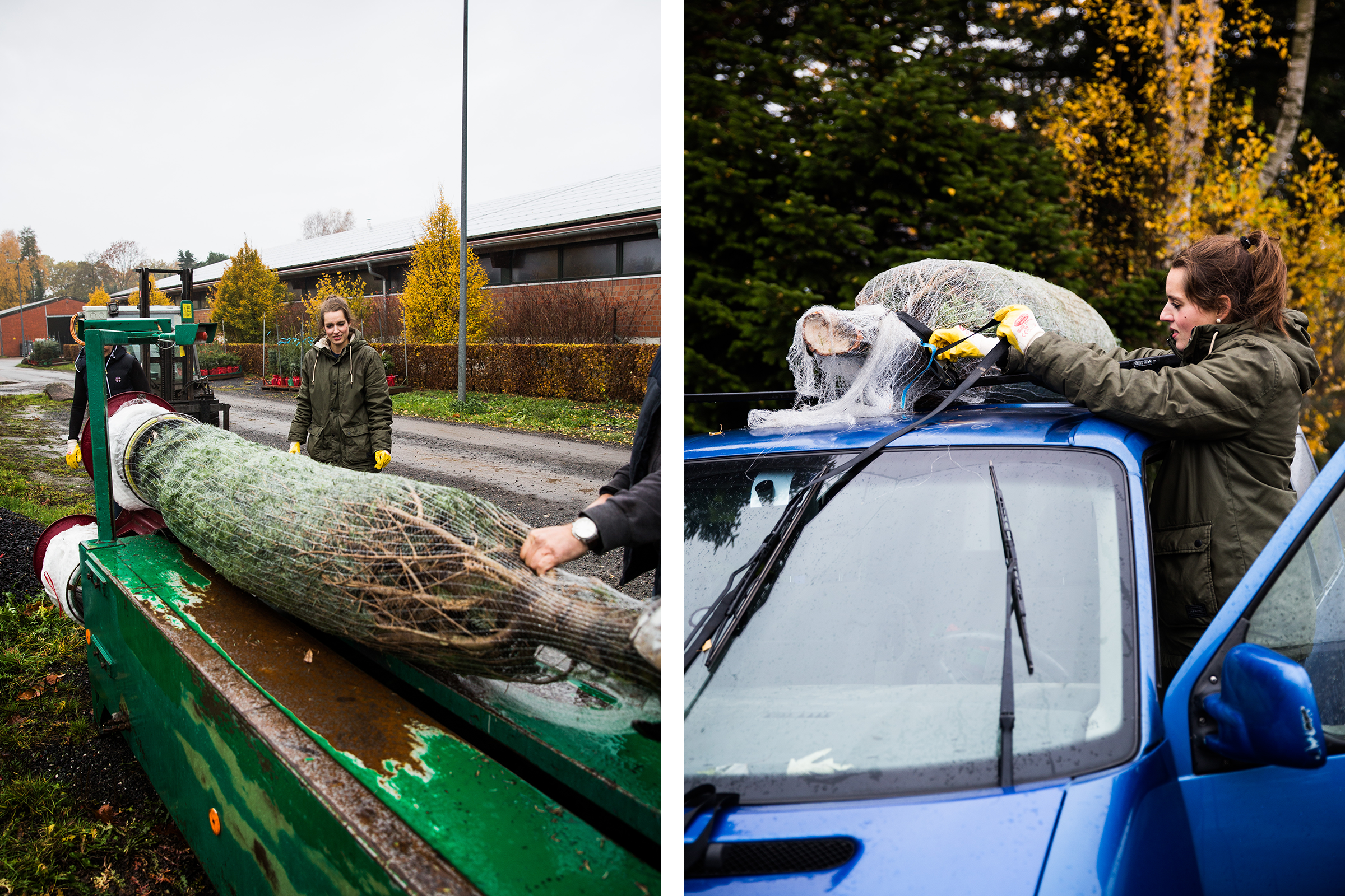 Zwei Personen verladen einen eingewickelten Weihnachtsbaum auf ein Auto.
