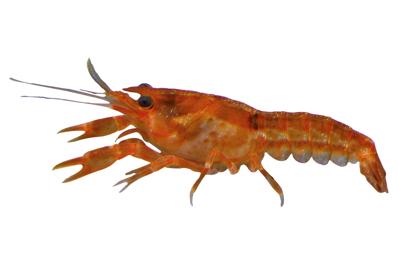 Appât artificiel en forme d'écrevisse pour la pêche