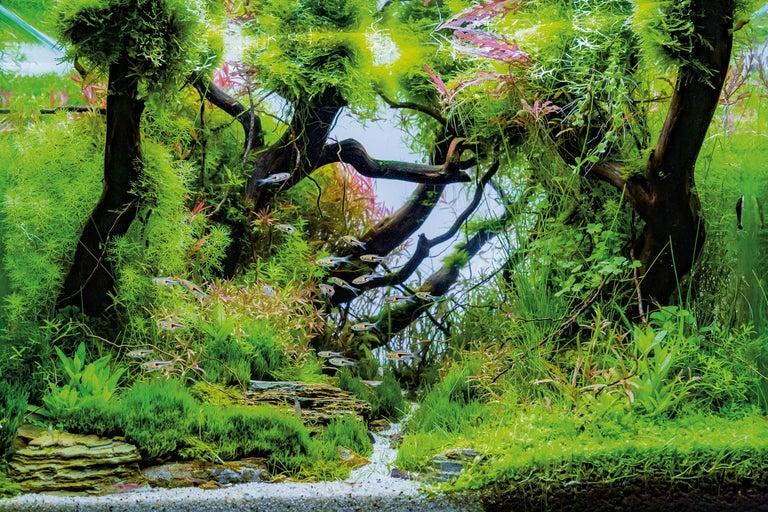 Aquarium mit Pflanzen, Steinen und Fischen