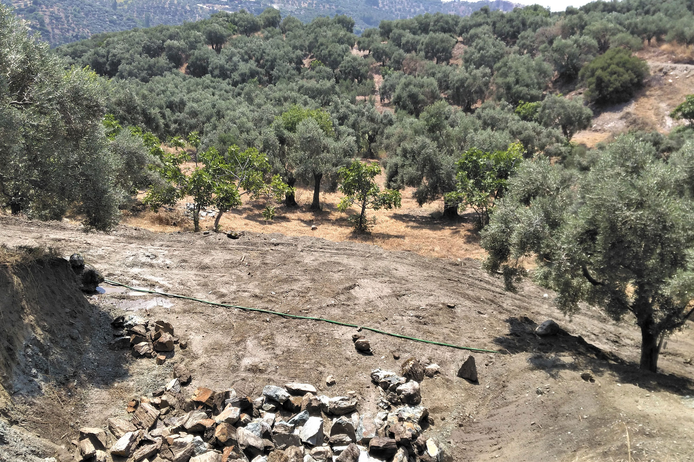 Landschaft mit Olivenbäumen, Steinen und einem grünen Schlauch