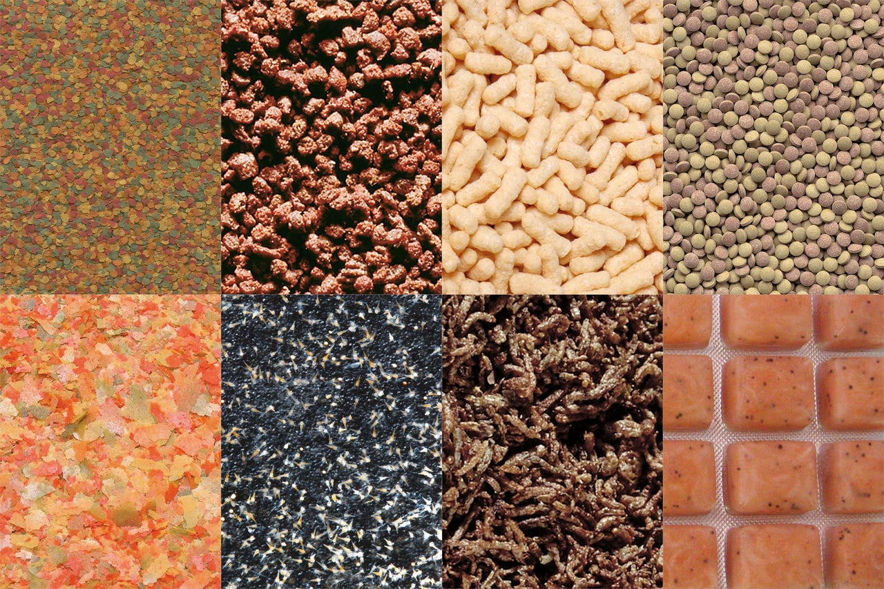 Gros plan de nourriture pour poissons de différentes formes et types