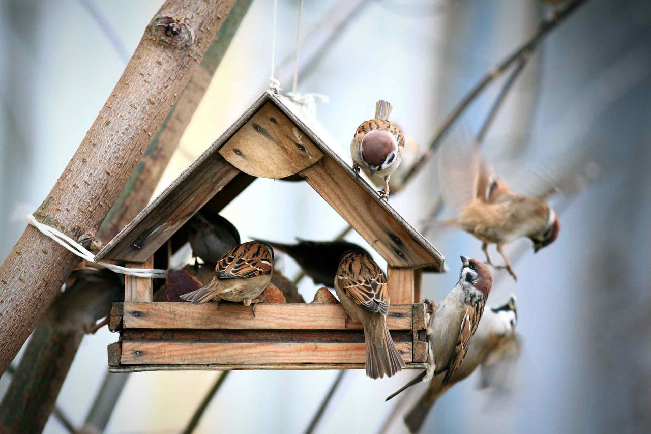 Moineaux sur un nichoir en bois dans le jardin.