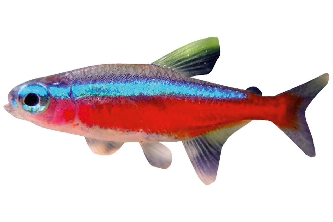 Poisson néon pour décoration d'aquarium