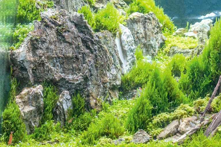 Aquariumlandschaft mit Steinen und Wasserpflanzen