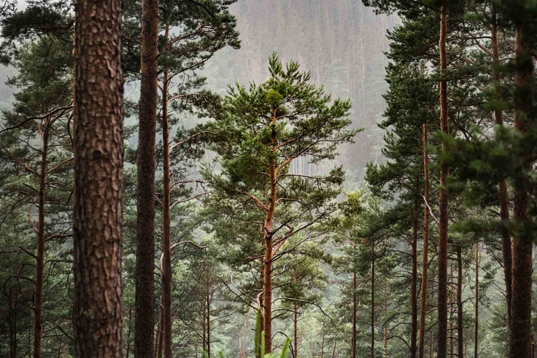 Scène de forêt avec des pins