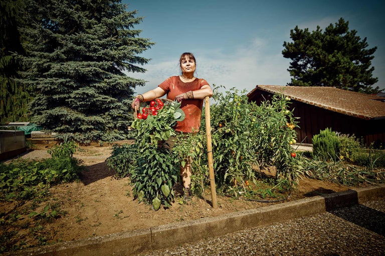 Jardinière avec panier de récolte dans un potager avec des plants de tomates et des outils