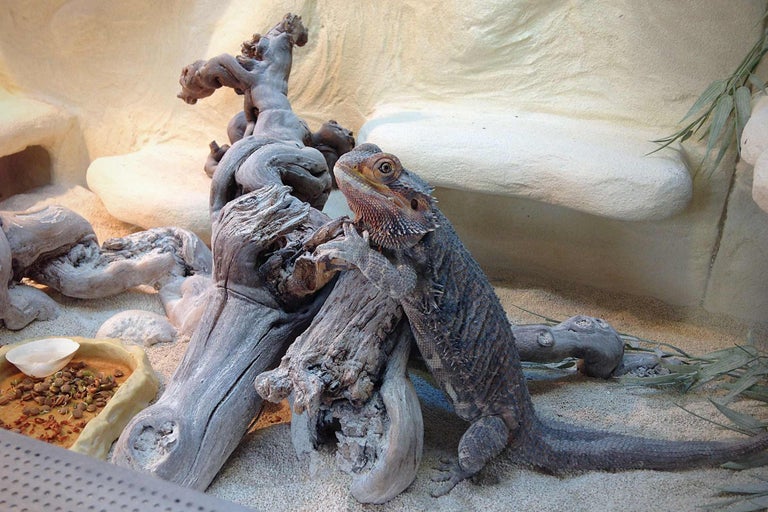 Dragon barbu dans un terrarium avec décor en bois