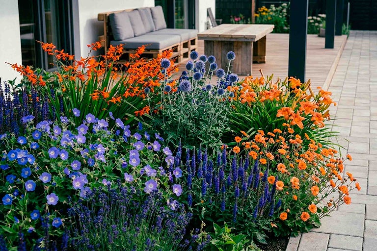Massif de fleurs coloré avec crocosmias orange, géraniums bleus et échinope à côté d'une terrasse avec meubles en palettes et table en bois.