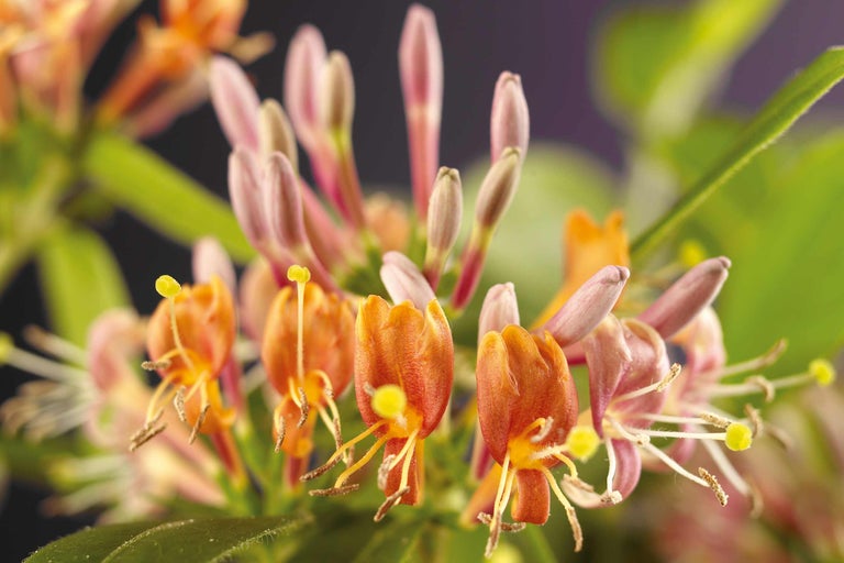 Gros plan sur des fleurs de chèvrefeuille avec des feuilles